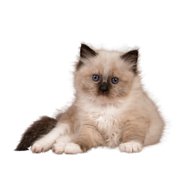 Ragdoll